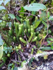 Phlegmariurus hippurideus