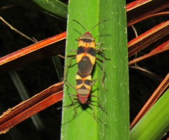 Oncopeltus unifasciatellus