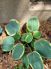 Hosta