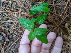 Eupatorium rotundifolium