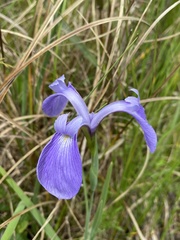 Iris tridentata