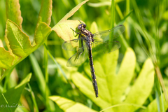Phanogomphus borealis