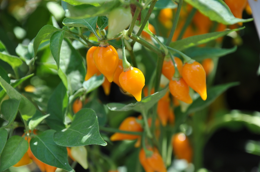 Capsicum chinense — an easy houseplant, prefers full sun light