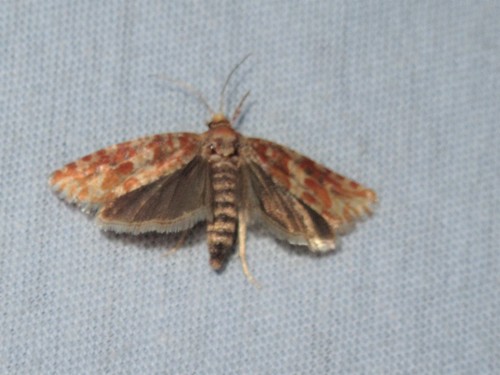 Shortleaf Pine Coneborer Moth photo 5
