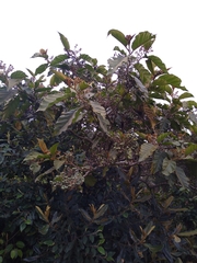 Solanum asperolanatum