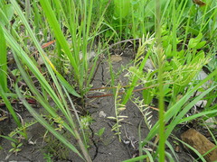 Astragalus crassicarpus