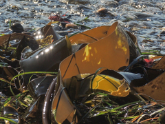 Laminaria setchellii