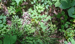 Thalictrum thalictroides