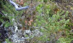 Olearia cymbifolia