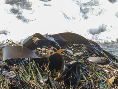 Laminaria setchellii
