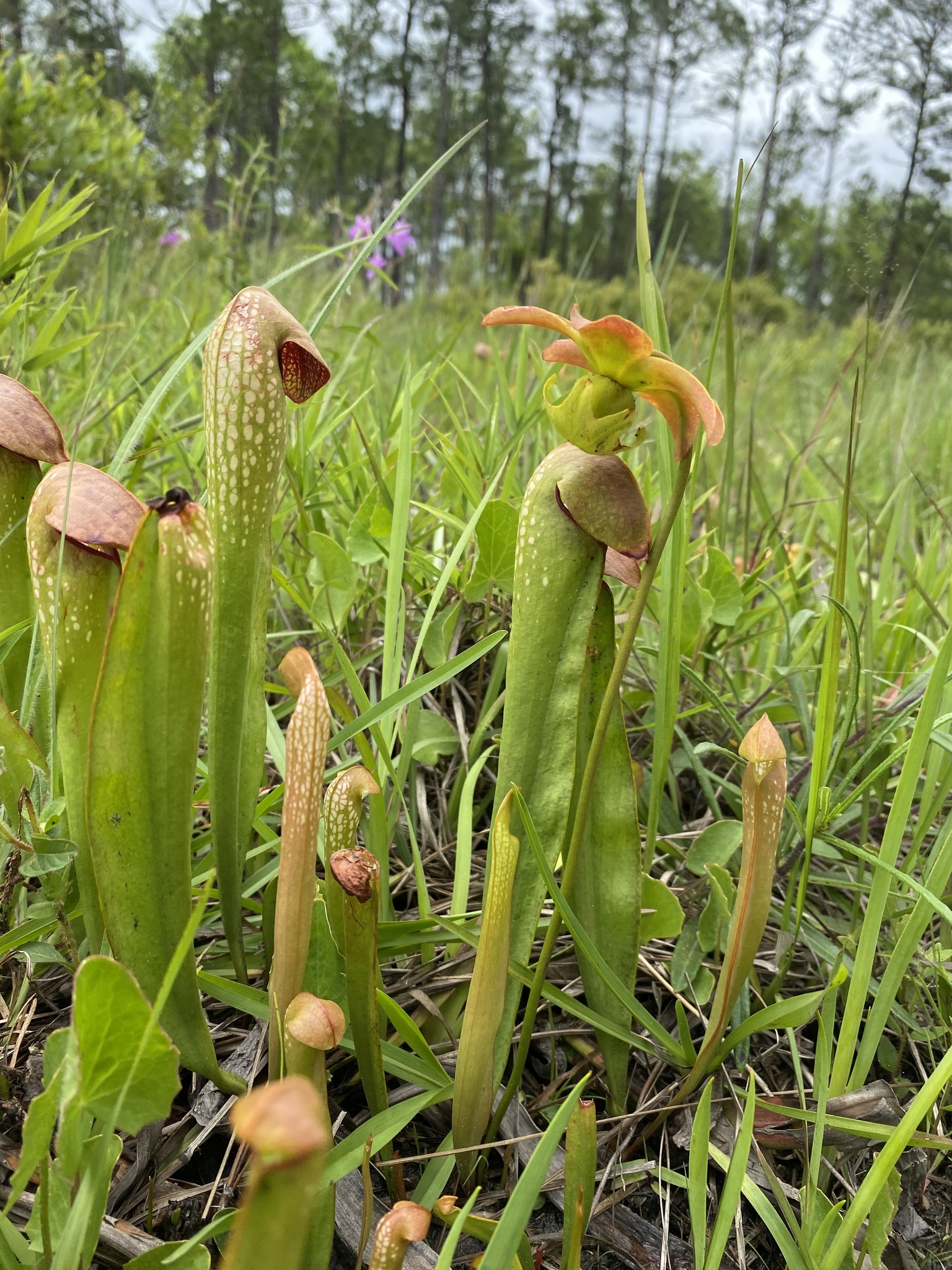Sarracenia minor var. minor