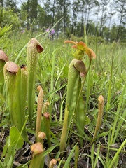 Sarracenia minor minor
