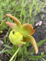Sarracenia minor minor