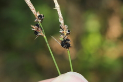 Anthracoidea caricis