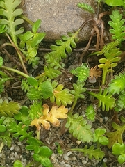 Leptinella squalida