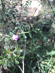 Boronia microphylla