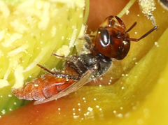 Macrotera