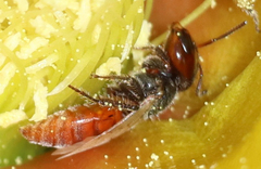 Macrotera