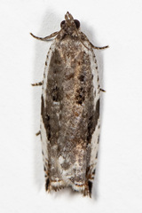 Ancylis mediofasciana