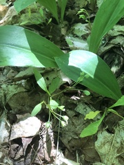 Claytonia caroliniana