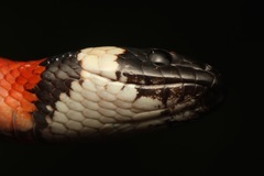 Lampropeltis zonata