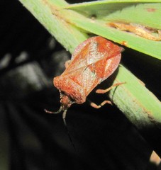 Sethenira uruguayensis
