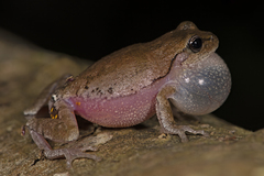 Pine Wood Treefrog photo 5