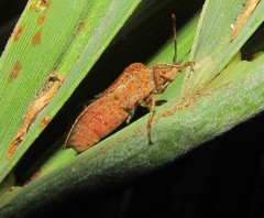 Sethenira uruguayensis