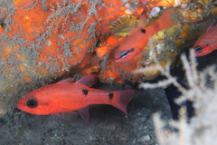 Flamefish photo 5