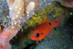 Flamefish photo 2