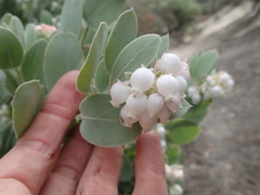 Arctostaphylos canescens