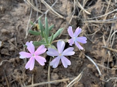 Phlox woodhousei