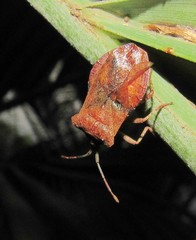 Sethenira uruguayensis