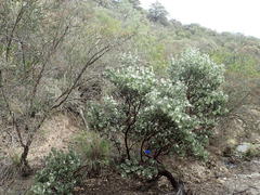 Arctostaphylos canescens