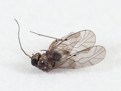 Peripsocidae