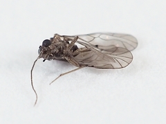 Peripsocidae