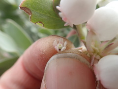 Arctostaphylos canescens