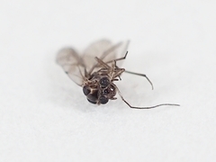 Peripsocidae