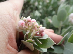 Arctostaphylos canescens