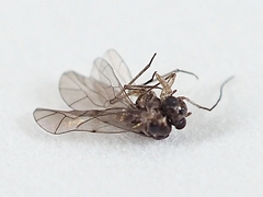 Peripsocidae