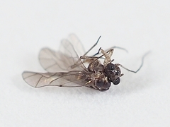 Peripsocidae