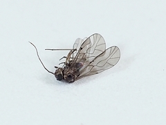 Peripsocidae