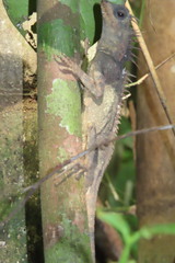 Acanthosaura phuketensis