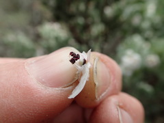 Arctostaphylos canescens