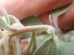 Arctostaphylos canescens