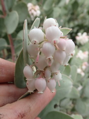 Arctostaphylos canescens