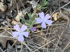 Phlox woodhousei