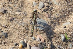 Gomphurus