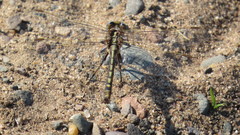 Gomphurus