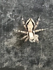 Menemerus bivittatus